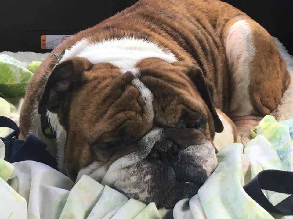 English bulldogs, snoring, tackle, strategies, truth