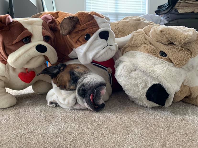 7 Ways to Fix English Bulldogs' Snoring Problem