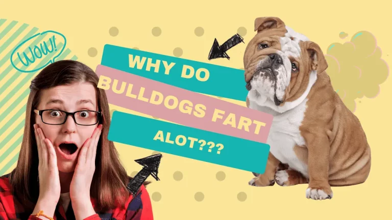 Is it normal for Bulldogs to fart a lot?