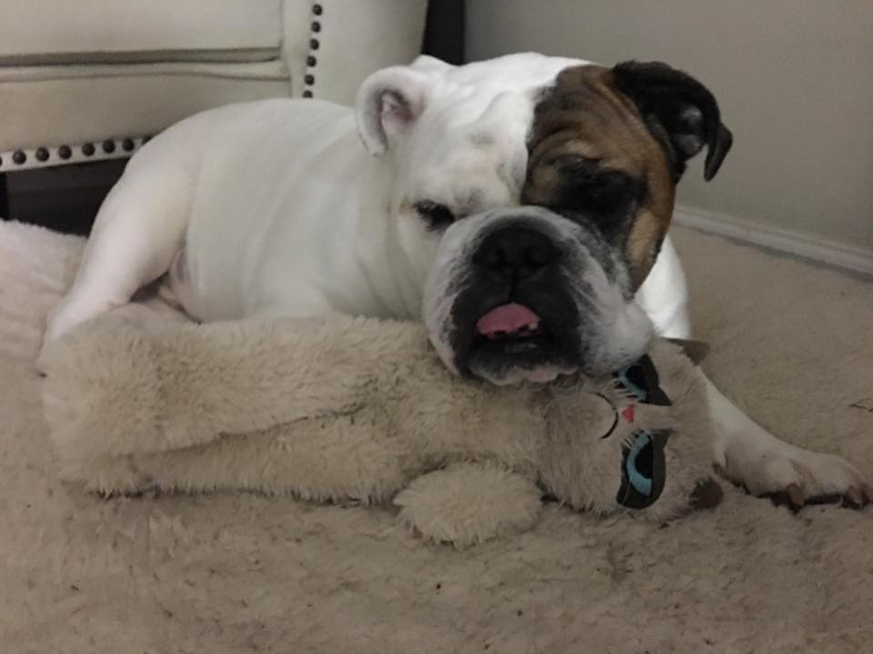 Bulldog, English bulldog, english bulldog snoring, bulldog snoring surgery, bulldog snoring while awake, how to stop bulldog snoring, why do bulldogs sleep so much, snoring dog, experts our pet, brachycephalic airway obstruction syndrome, respiratory problems in bulldogs, french bulldog snoring remedies, french bulldog snoring remedies, french bulldog snoring surgery, short noses snore