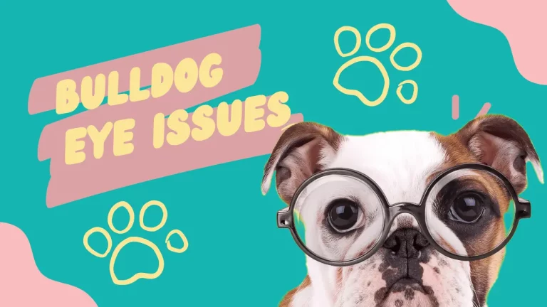 The Truth About English Bulldog Eye Problems