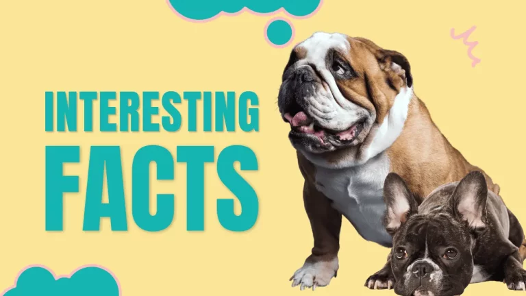 10 Surprising Facts About English Bulldogs That Will Amaze You