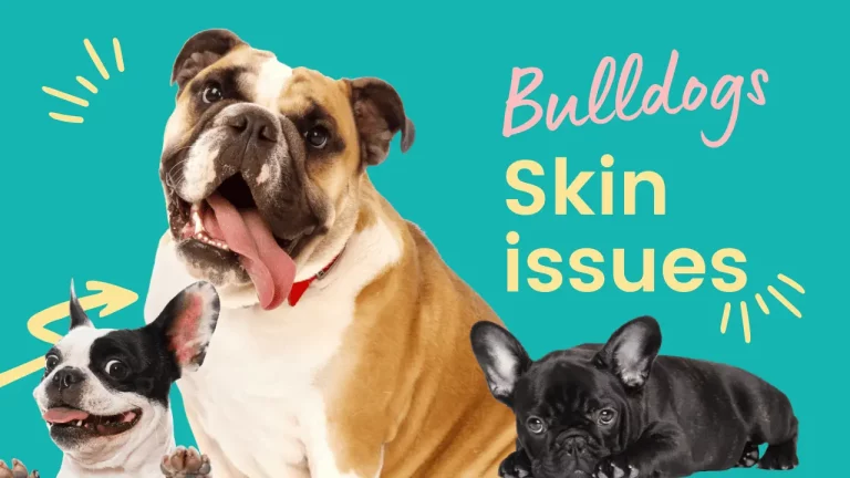 English Bulldog Skin Allergies: Causes, Symptoms & Treatment