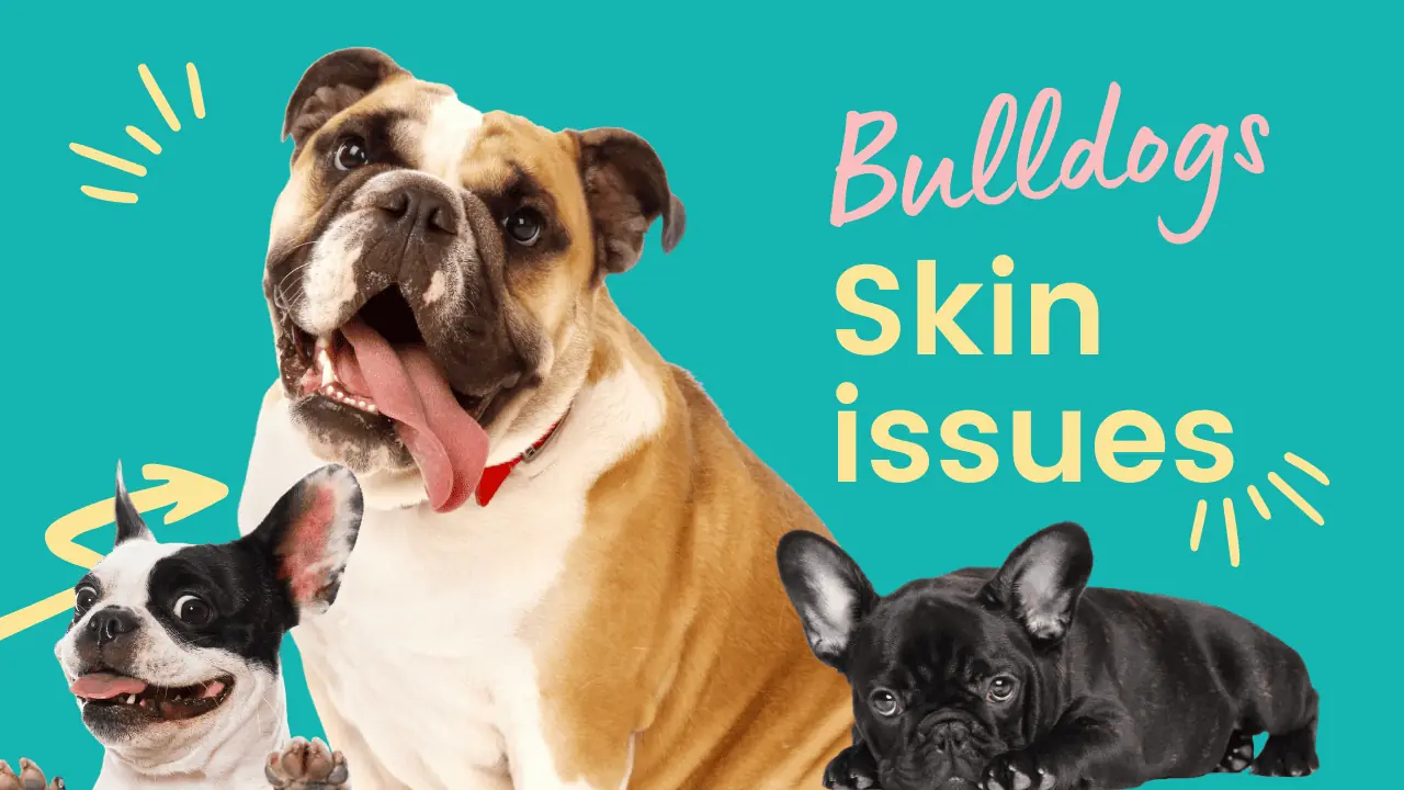 Bulldog skin issues, bulldogs, skin, rash