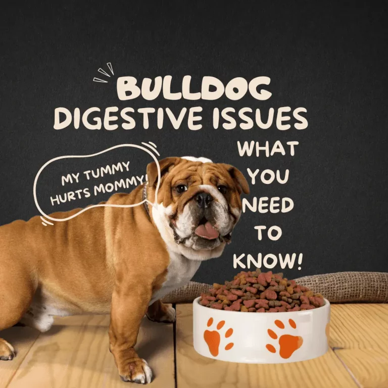 Digestive Issues in English Bulldogs: What You Need to Know