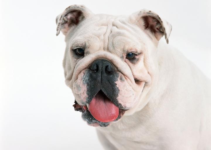 english bulldog 0