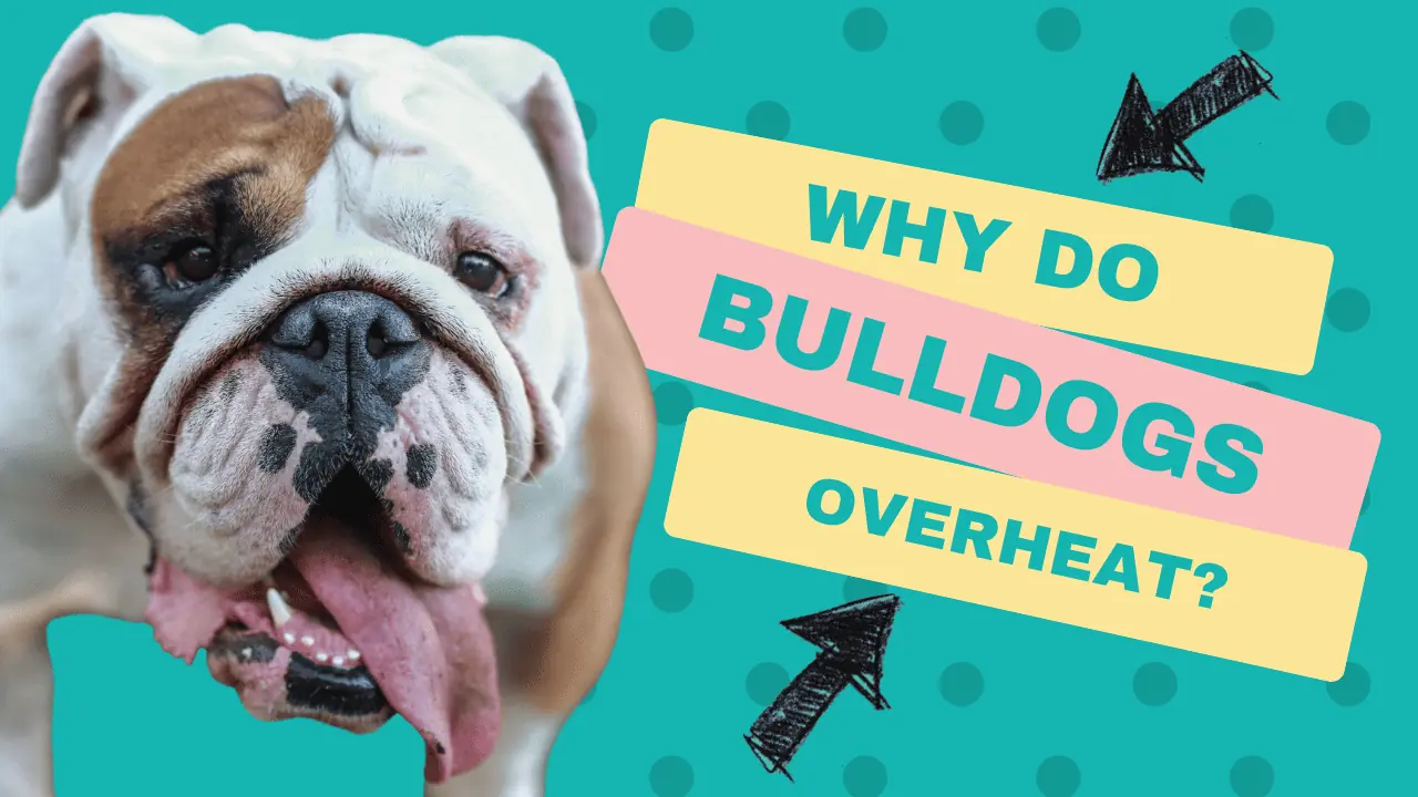 why-do-english-bulldogs-overheat-easily-understanding-the-reasons-and