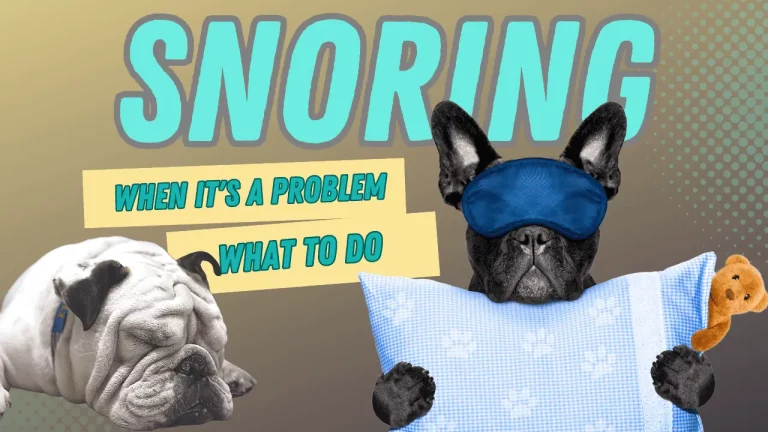 7 Ways to Fix English Bulldogs’ Snoring Problem