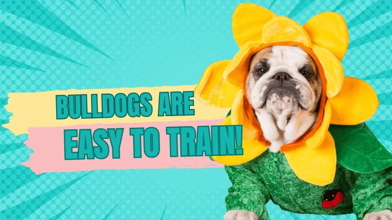 5 Reasons Why an English bulldog is Easy to Train + Tips for Success