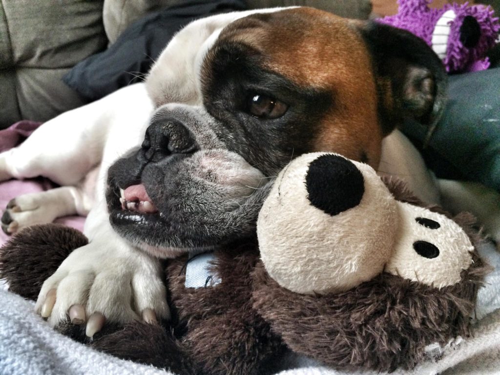 English Bulldog, Bulldog, Bulldogmama.com, rescue, adoption