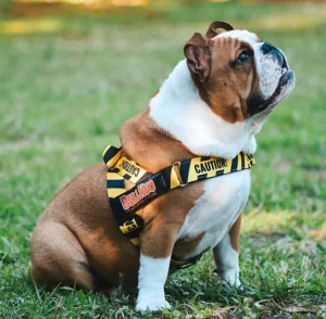 BullHug Harness