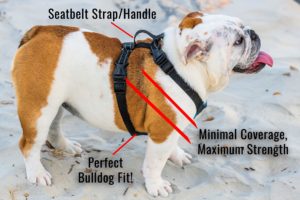 BulldogGrade Harness