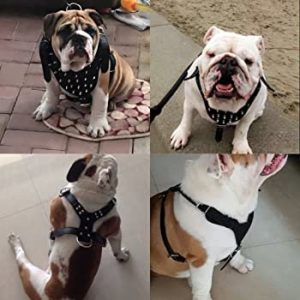 Didog Leather Spiked and Studded Bulldog Harness