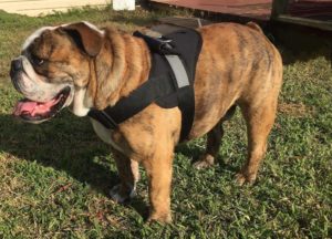 HPD Big No Pull Dog Harness