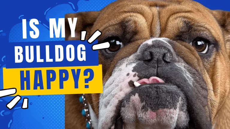 8 ways to know your Bulldog is Happy