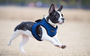 Puppia Harness