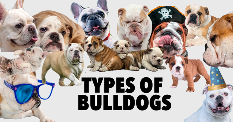 Types of Bulldogs: A Comprehensive Guide