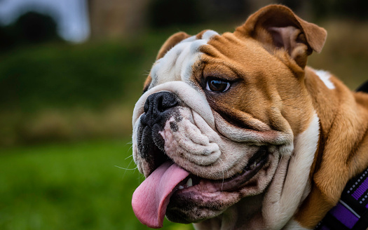 Caring for Your English Bulldog: A Comprehensive Guide