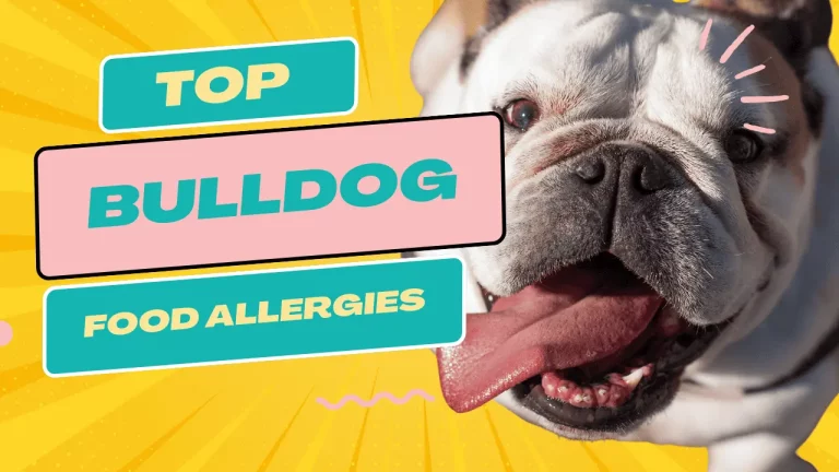The Bulldog food allergies Guide. The top 4 Food Allergies: Symptoms, Dangers, and Home Remedies