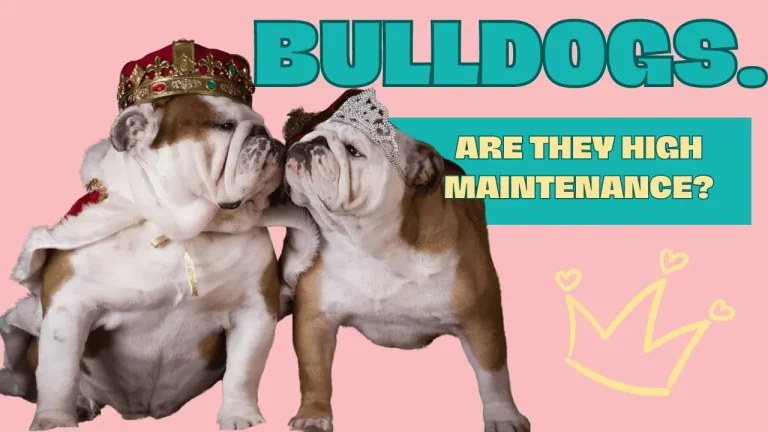 Are English Bulldogs High Maintenance