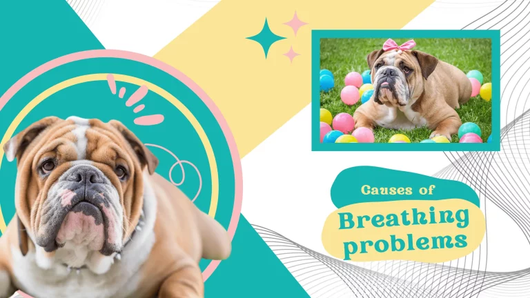 4 Reasons English Bulldogs Have Breathing Issues: Causes, Treatments, and Prevention Methods