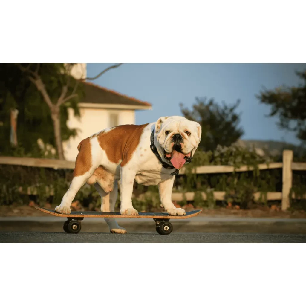 Surprising facts about bulldogs, Bulldogs, Interesting facts about bulldogs