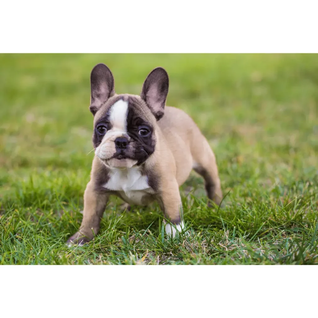 French bulldog