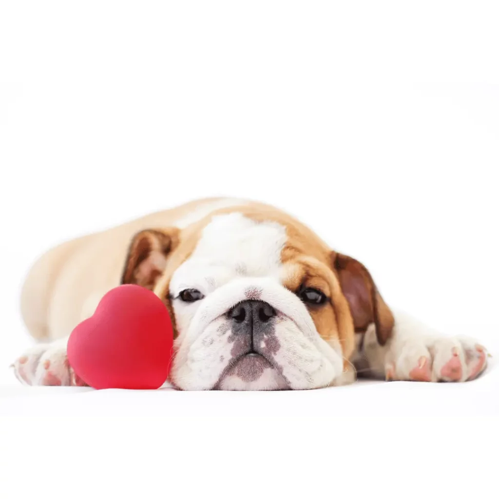 bulldog puppy, bulldog heart, bulldog,