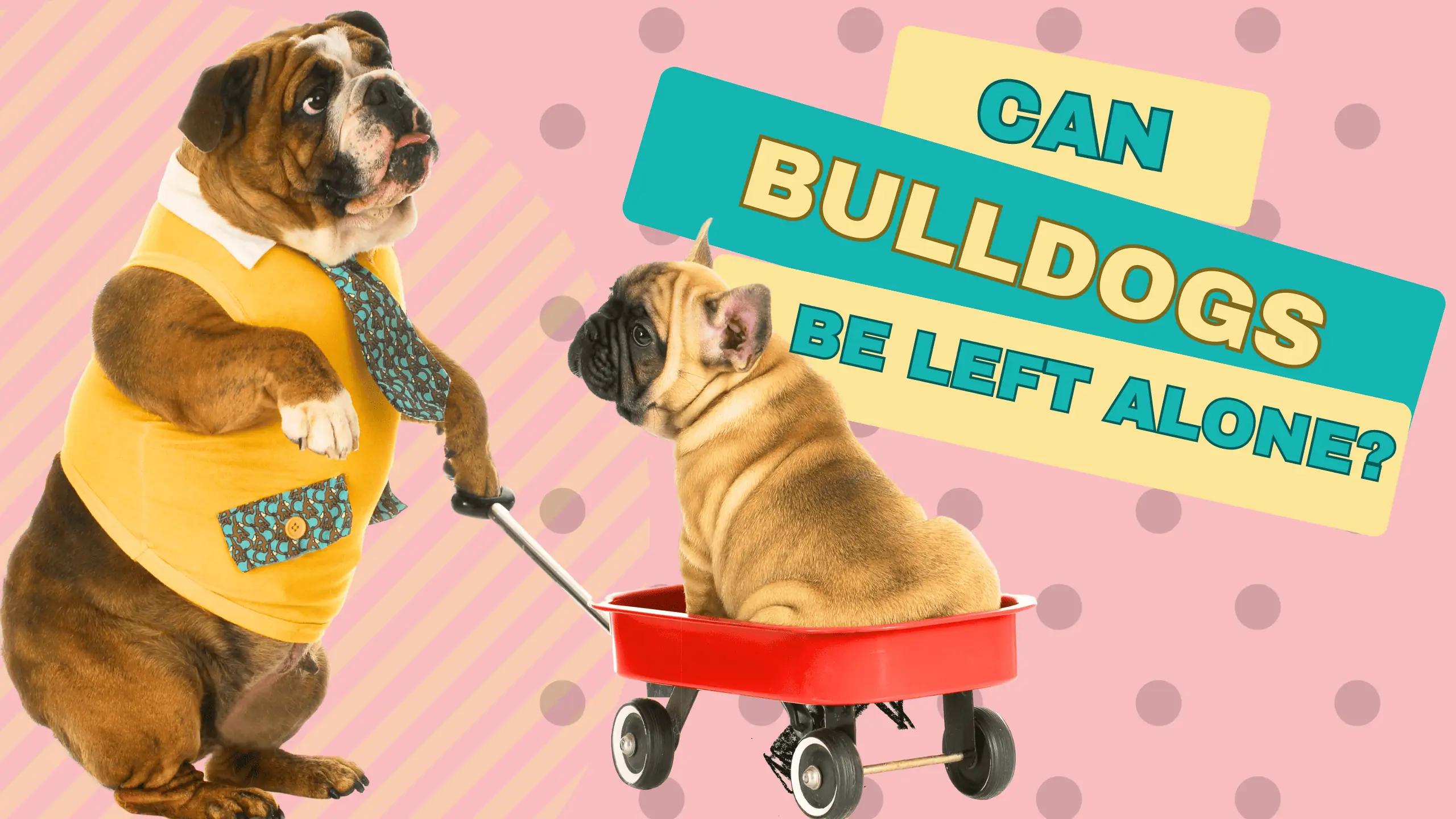 bulldog alone time, leaving bulldogs alone, preparing for bulldog solitude, potential issues, safety precautions, bulldog independence, fun facts, bulldogs as presidential pets, bulldog mascots.