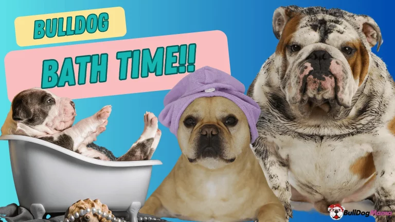 Bath Time Fun with Bulldogs: How Often Should You Get Your Wrinkly Companion Squeaky Clean?