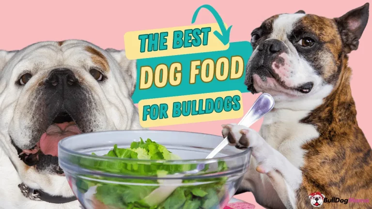 Best Bulldog Food: Top 4 Options for Your Furry Friend