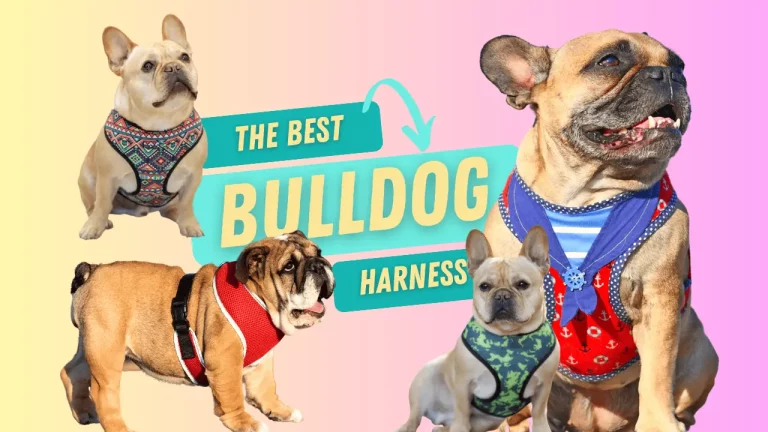 The Best Bulldog Harness of 2023: Secure and Stylish