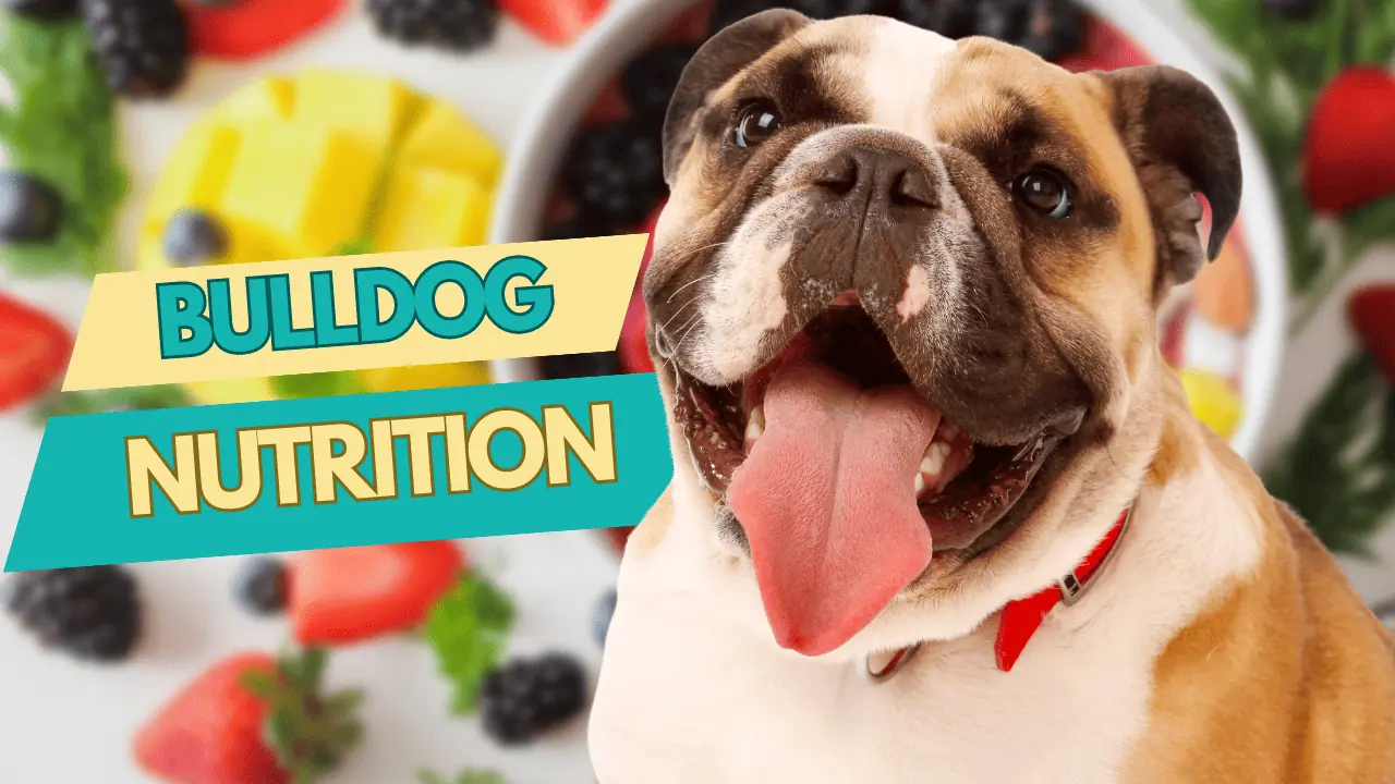 Nutrition, bulldog food, bulldog diet, dog nutrition