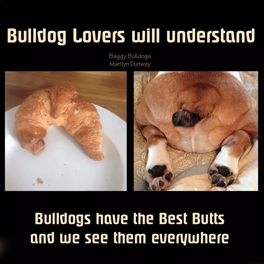 Bulldog butt, croissant, bully butt, tail, tail pocket