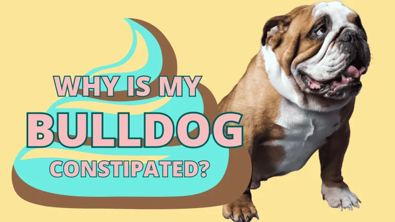 5 Biggest reasons your bulldog is constipated
