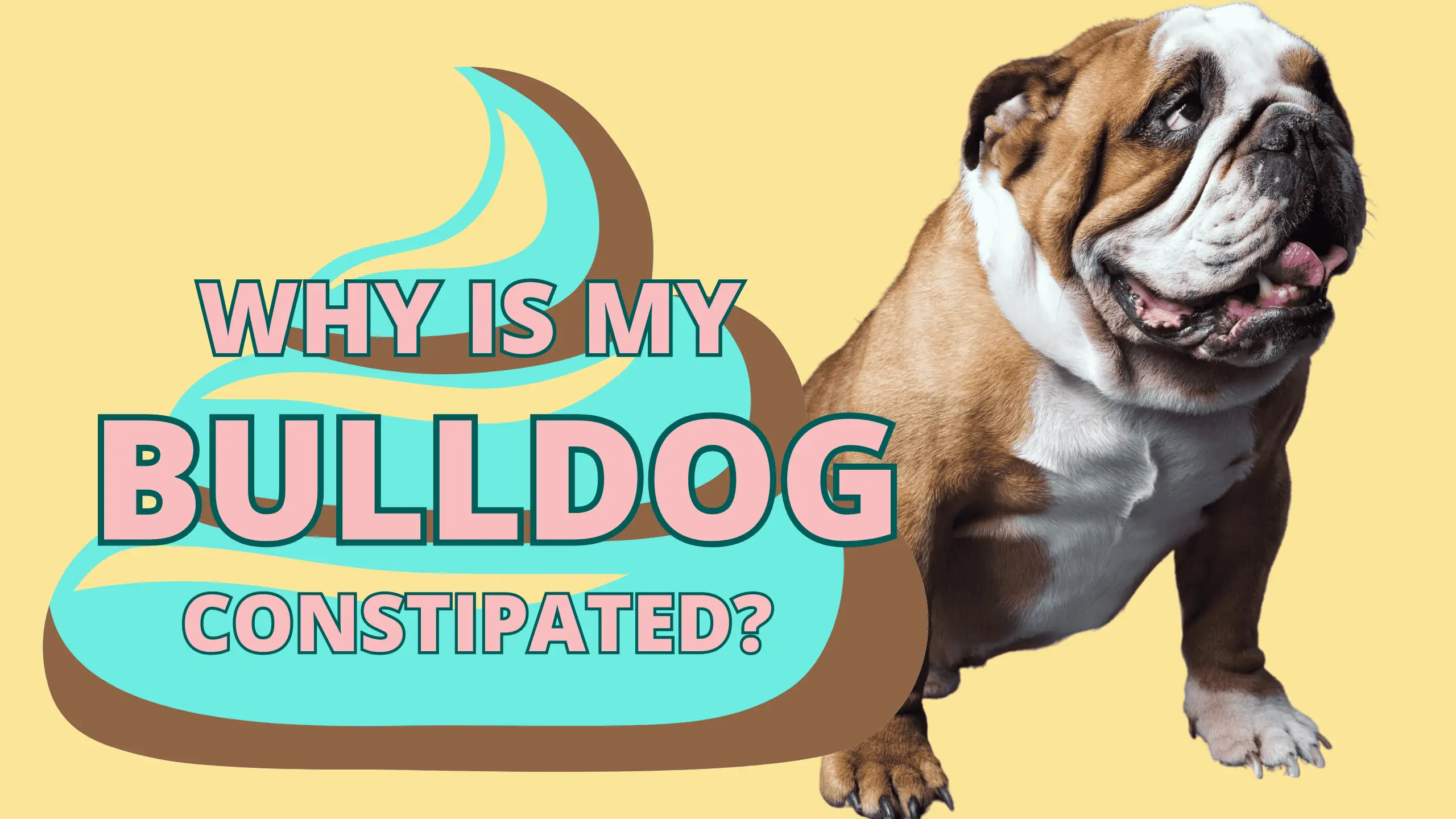 constipated, bulldog, bulldog constipation