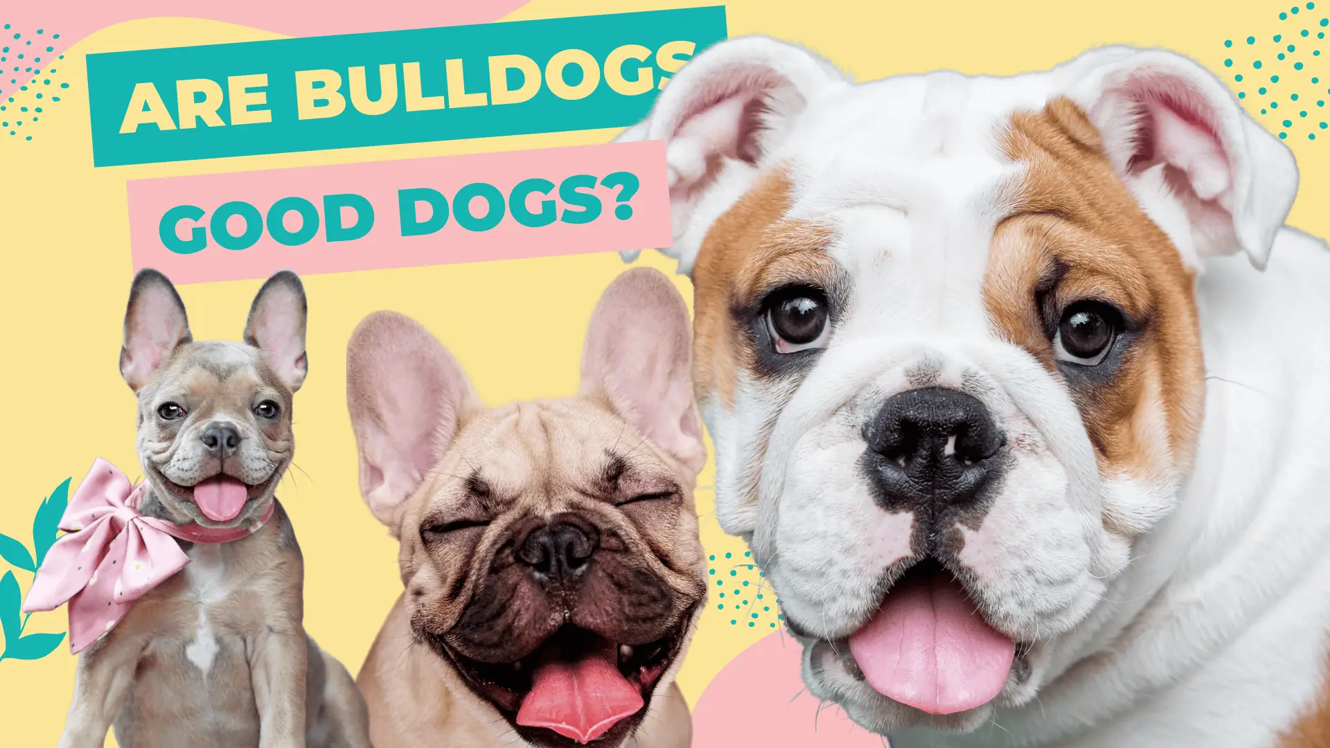 bulldogs, good dogs, bulldog temperament, bulldog myths, bulldog care, affectionate companions, bulldog health, bulldog training, bulldog quirks, bulldog facts