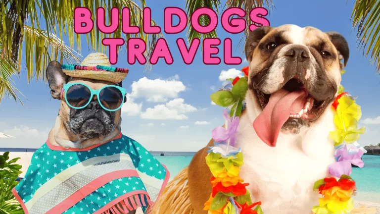 Traveling with Your English Bulldog: Tips for Stress-Free Air Travel and Road Trips