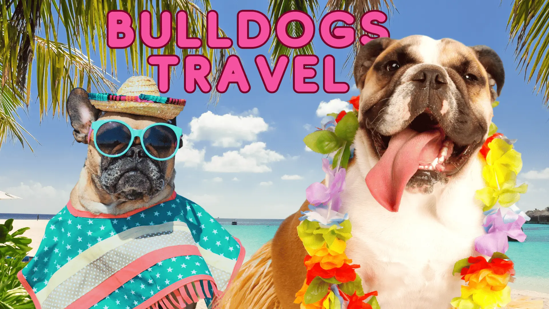 travel, bulldogs, vacation