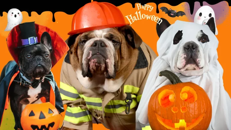 Bulldogs, Halloween, and Autumn Fun – A Pawsitively Howl-arious Guide