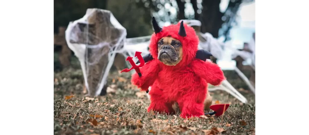 dog halloween costume